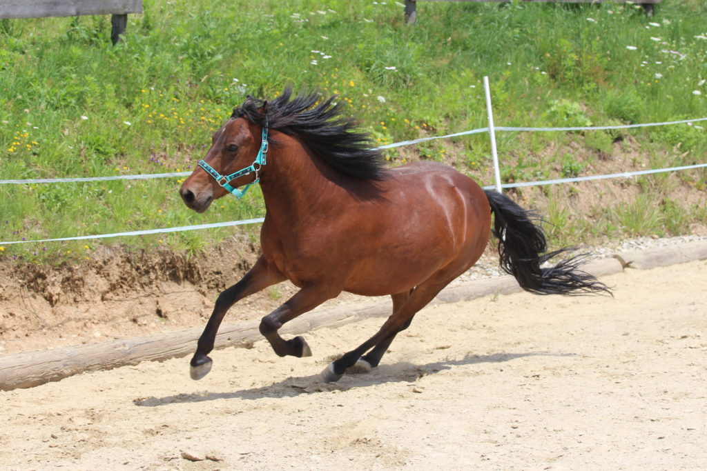 Horsemanship_ equiprana Pferdetraining